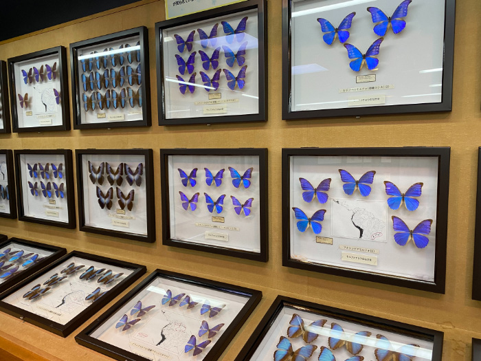 モルフォチョウの標本/蝶のひろば 株式会社サガミ（神奈川県/横須賀市）