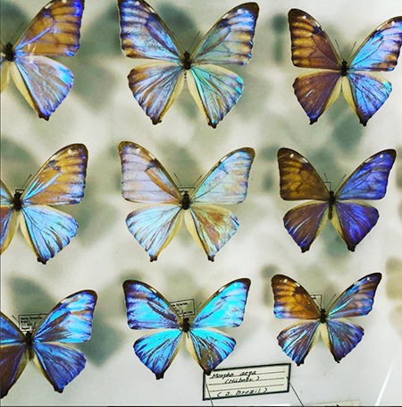 モルフォチョウの標本/蝶のひろば 株式会社サガミ（神奈川県/横須賀市）