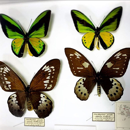 ゴライアストリバネアゲハの標本/蝶のひろば 株式会社サガミ（神奈川県/横須賀市）