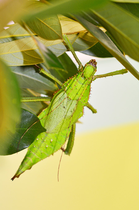 「サカダチコノハナナフシ」/多摩動物公園 昆虫園(東京都/日野市)