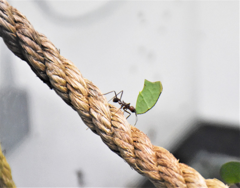 「ハキリアリ」/多摩動物公園 昆虫園(東京都/日野市)
