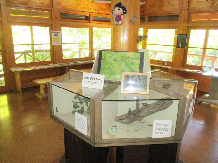 「オオムラサキの一生」展示/オオムラサキの森活動センター(埼玉県/嵐山町)