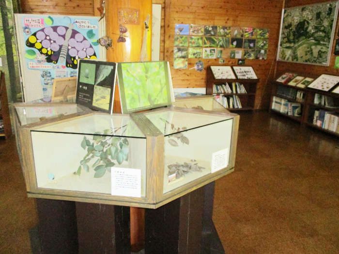 さまざまな蝶の展示/オオムラサキの森活動センター(埼玉県/嵐山町)