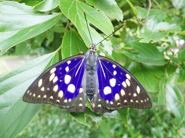 オオムラサキ/オオムラサキの森活動センター(埼玉県/嵐山町)