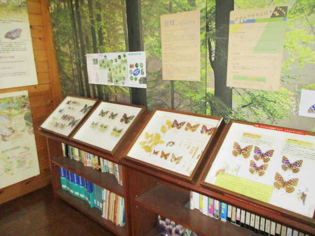 チョウの写真や標本を展示/オオムラサキの森活動センター(埼玉県/嵐山町)