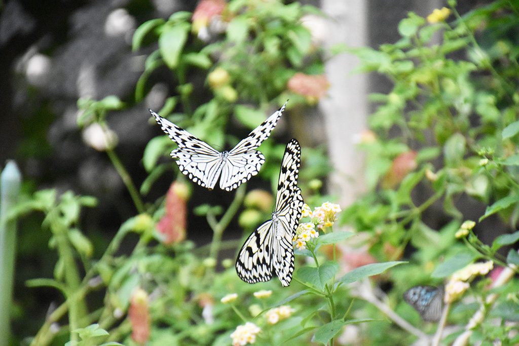 画像：多摩動物公園 昆虫館（東京都）