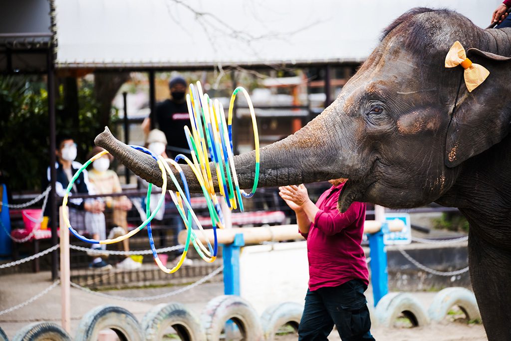 アニマルワンダーリゾウト 市原ぞうの国（千葉県/市原市）