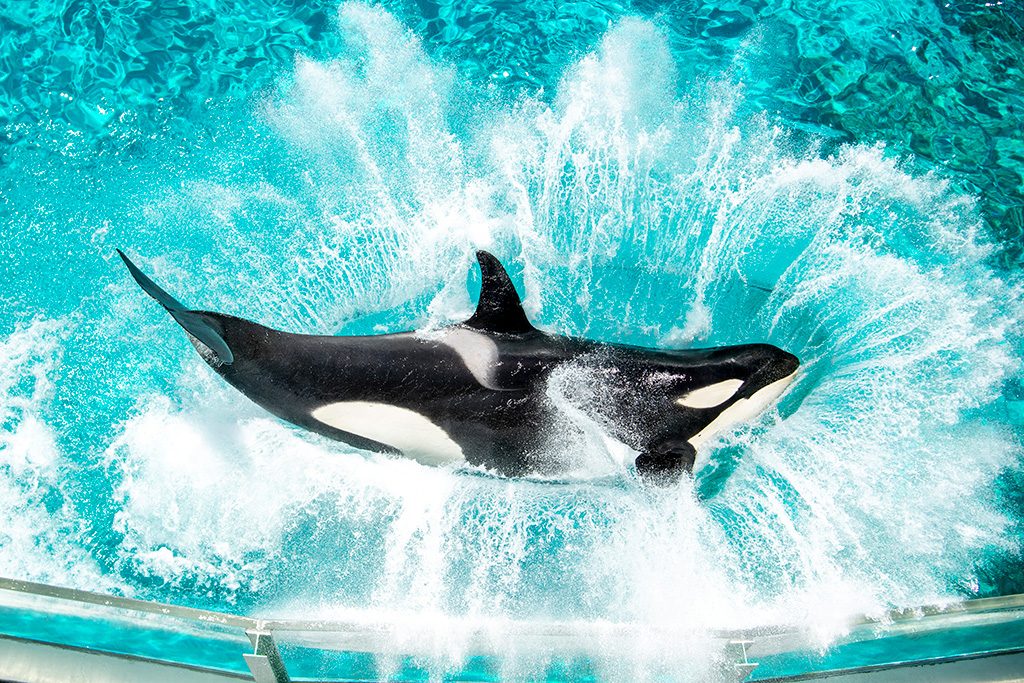 鴨川シーワールド（千葉県）