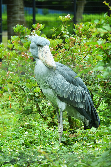 千葉市動物公園（千葉県）