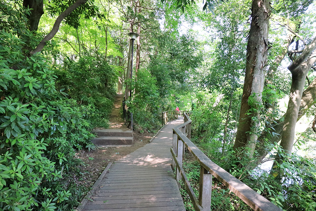 「遊歩道」／石神井公園（東京都／練馬区）