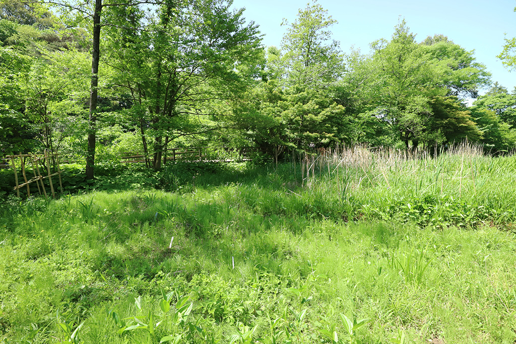 「水辺観察園」／石神井公園（東京都／練馬区）