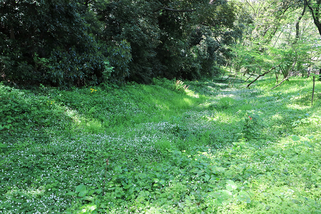 雑木林/赤塚公園(東京都/板橋区)