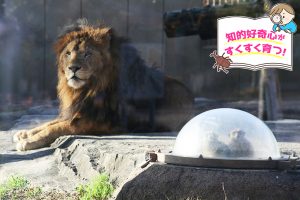 東武動物公園（埼玉県）は展示方法に注目！ プラス遊園地も