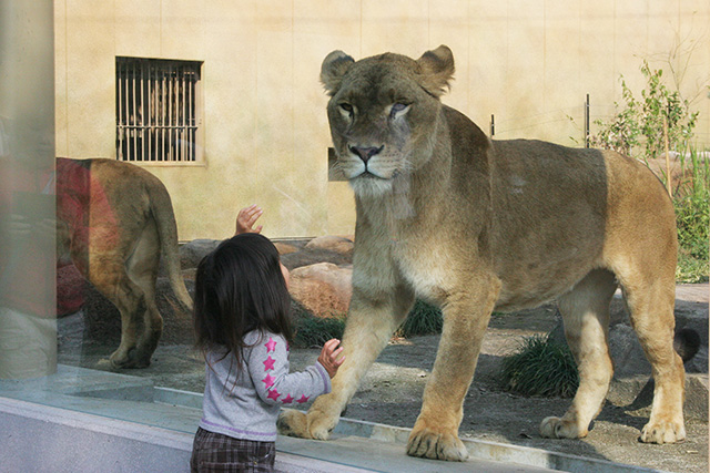 ライオン/東武動物公園(埼玉県/宮代町)