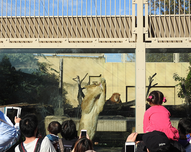 ライオンたちがお肉を食べる様子/東武動物公園(埼玉県/宮代町)