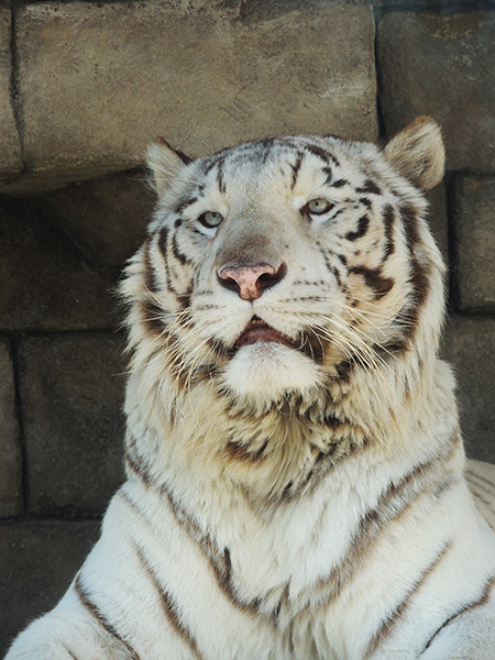 ホワイトタイガー/東武動物公園(埼玉県/宮代町)