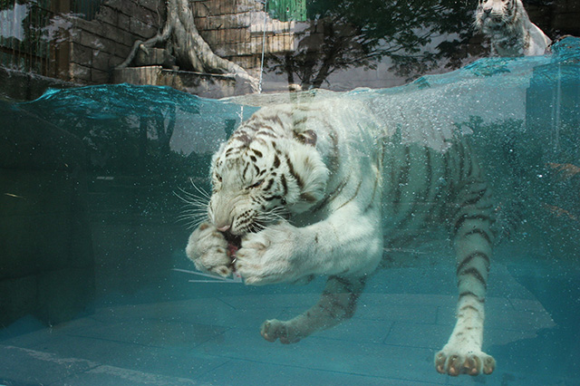 ホワイトタイガー/東武動物公園(埼玉県/宮代町)