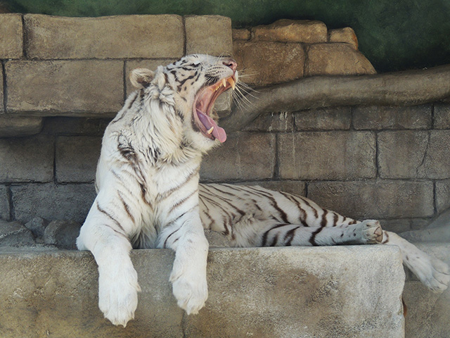 ホワイトタイガー/東武動物公園(埼玉県/宮代町)