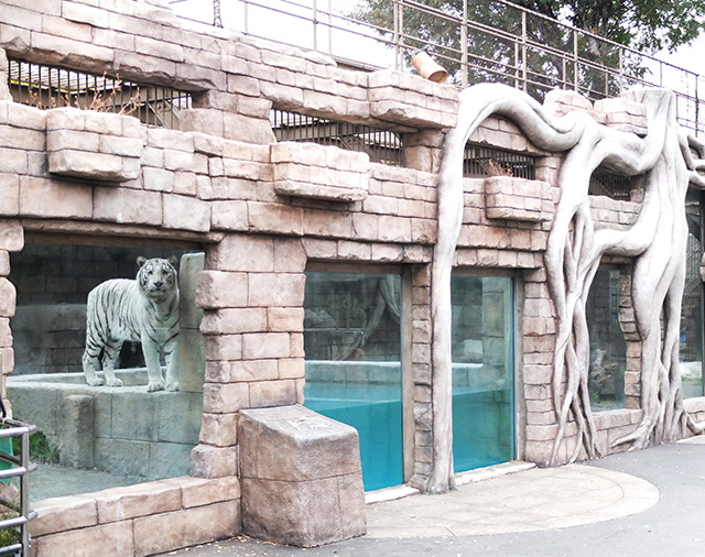 ホワイトタイガー/東武動物公園(埼玉県/宮代町)