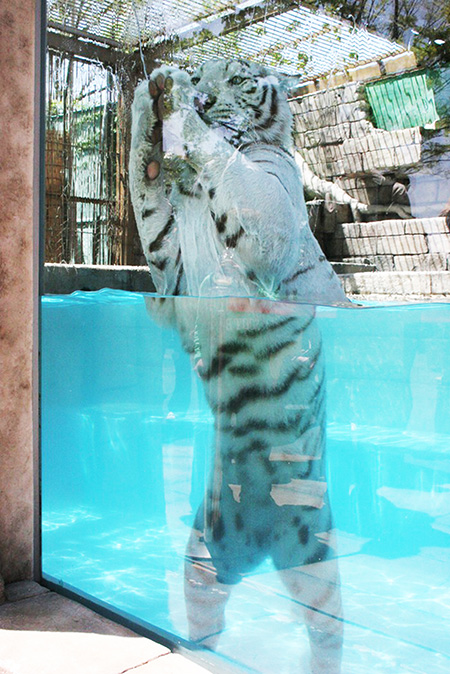 ホワイトタイガー/東武動物公園(埼玉県/宮代町)