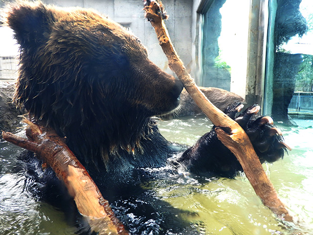 ヒグマの森/東武動物公園(埼玉県/宮代町)