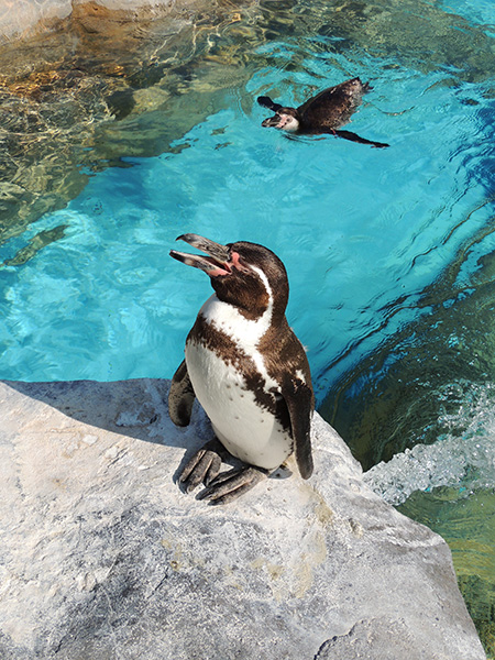 フンボルトペンギン/東武動物公園(埼玉県/宮代町)
