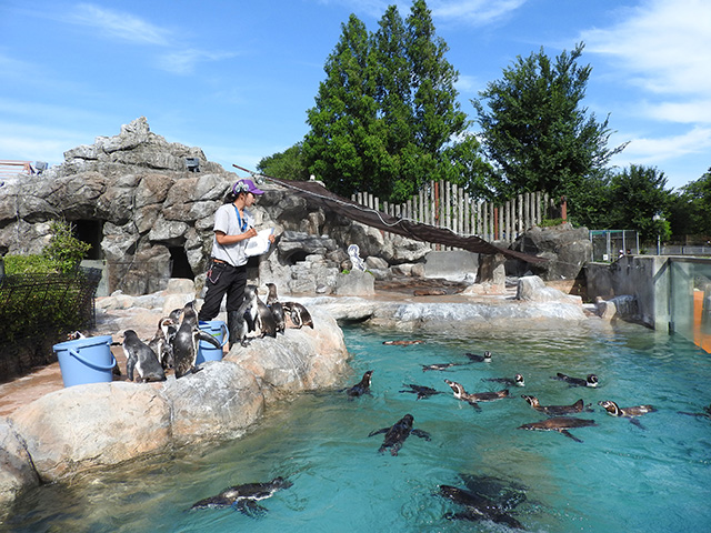 ペンギンがエサを食べる様子/東武動物公園(埼玉県/宮代町)