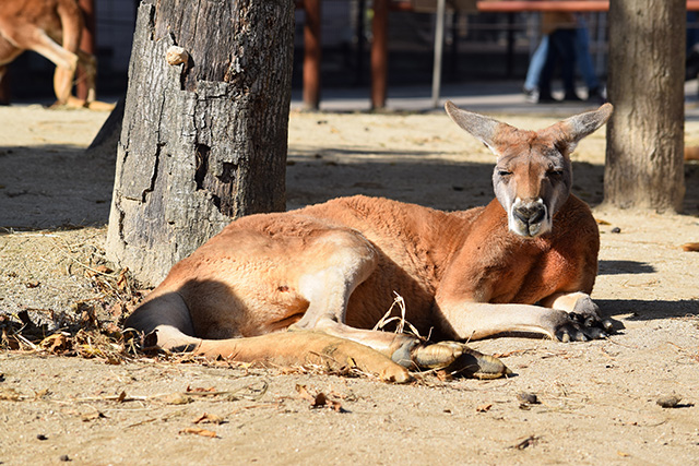 カンガルー/東武動物公園(埼玉県/宮代町)