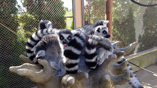 ワオキツネザル/東武動物公園(埼玉県/宮代町)