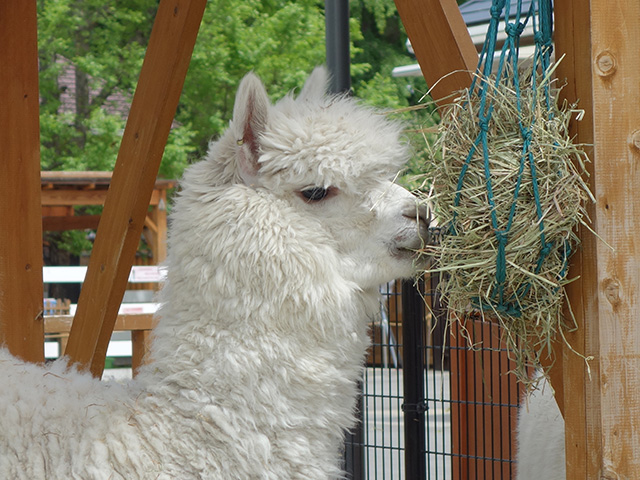 アルパカのエサやり体験/東武動物公園(埼玉県/宮代町)