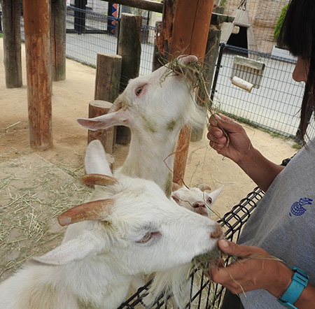 ヤギのエサやり/東武動物公園(埼玉県/宮代町)