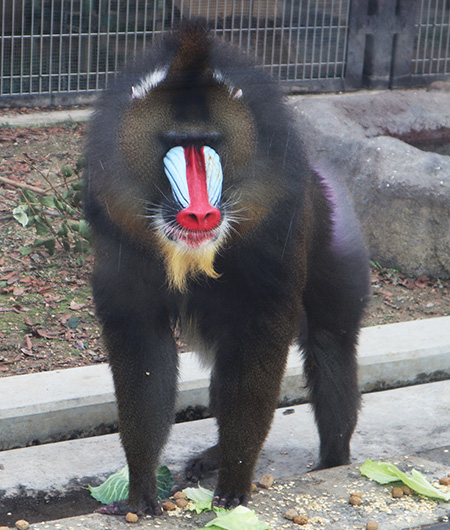 「モンキーワールド」にいるマンドリル/東武動物公園(埼玉県/宮代町)