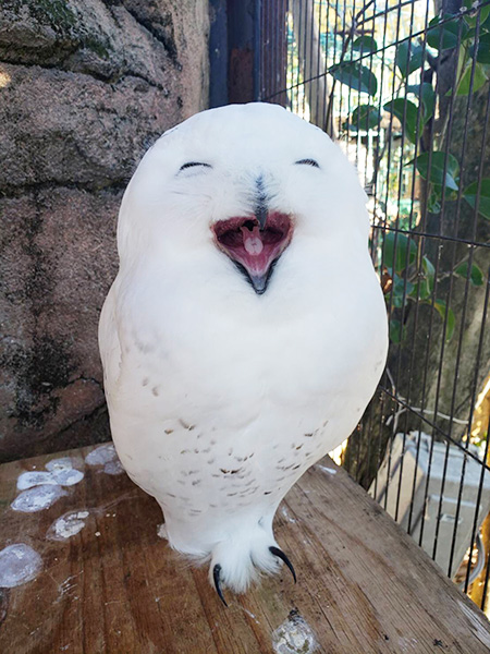 シロフクロウ/東武動物公園(埼玉県/宮代町)