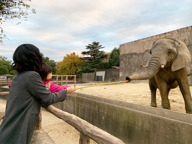 ゾウの「アイちゃん」「キョウコちゃん」/東武動物公園(埼玉県/宮代町)