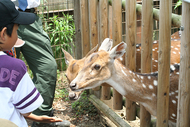 シカにおやつをあげる様子/東武動物公園(埼玉県/宮代町)