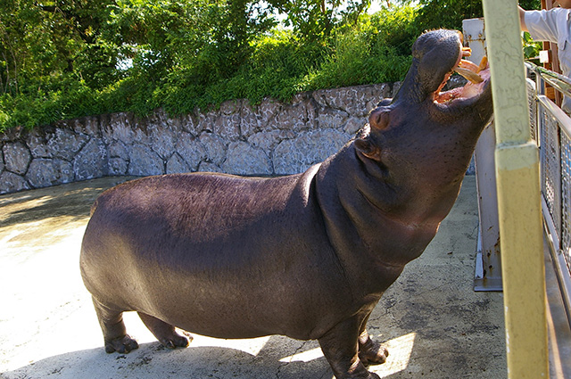 カバ/東武動物公園(埼玉県/宮代町)