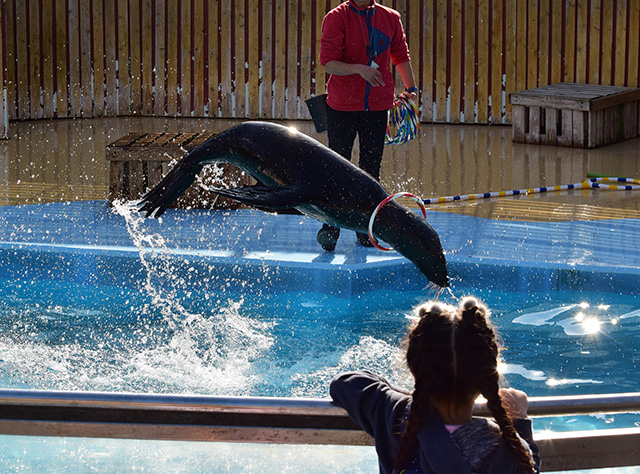 オットセイやアザラシたちのパフォーマンス/東武動物公園(埼玉県/宮代町)