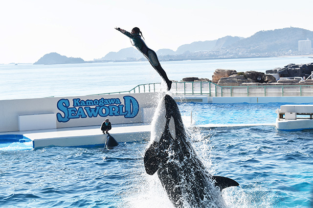 シャチパフォーマンス/鴨川シーワールド(千葉県/鴨川市)