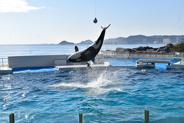 シャチパフォーマンス/鴨川シーワールド(千葉県/鴨川市)