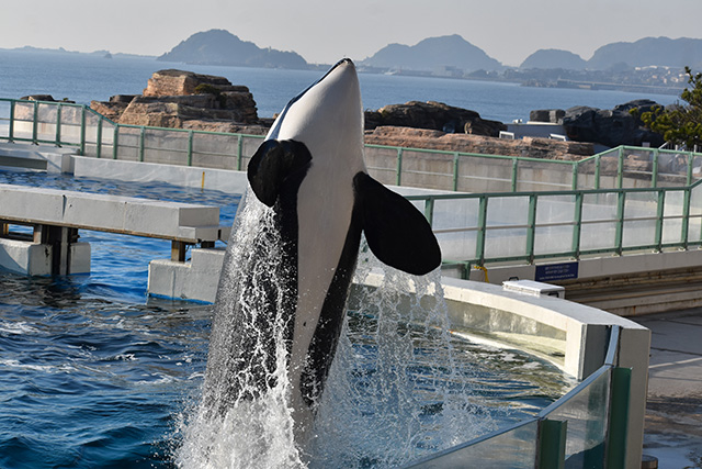 シャチパフォーマンス/鴨川シーワールド(千葉県/鴨川市)