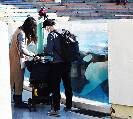 シャチが接近してくる様子/鴨川シーワールド(千葉県/鴨川市)