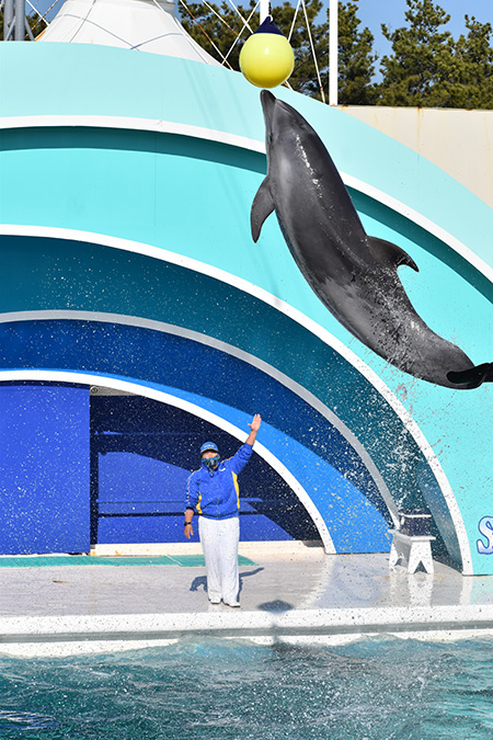 イルカパフォーマンス/鴨川シーワールド(千葉県/鴨川市)