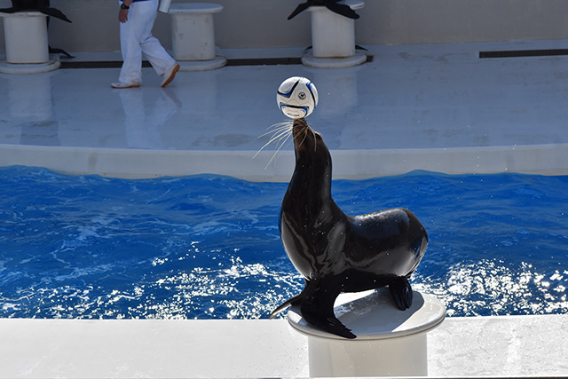 アシカパフォーマンス/鴨川シーワールド(千葉県/鴨川市)