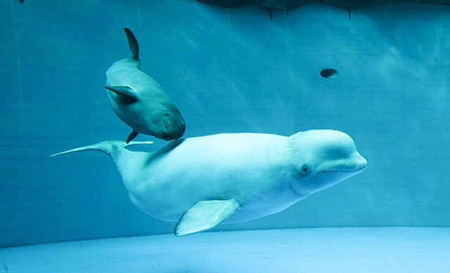 ベルーガの親子/鴨川シーワールド(千葉県/鴨川市)