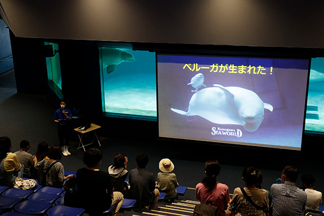 ペルーガの出産についての特別レクチャーの様子/鴨川シーワールド(千葉県/鴨川市)