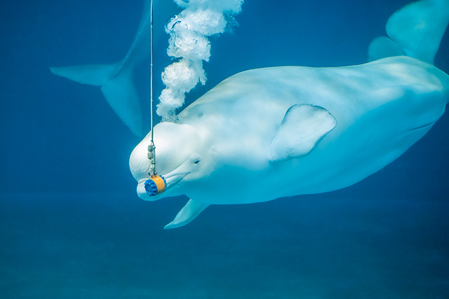 ベルーガパフォーマンス/鴨川シーワールド(千葉県/鴨川市)