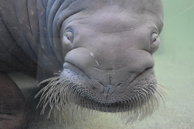セイウチ/鴨川シーワールド(千葉県/鴨川市)