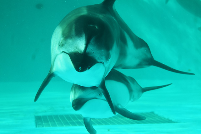 カマイルカ親子/鴨川シーワールド(千葉県/鴨川市)