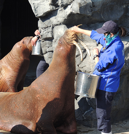 セイウチのフィーディングタイム/鴨川シーワールド(千葉県/鴨川市)