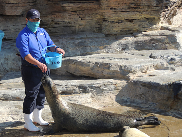 アシカ・アザラシのフィーディングタイム/鴨川シーワールド(千葉県/鴨川市)
